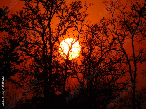 Sun Set at Kanha National Park in India photo