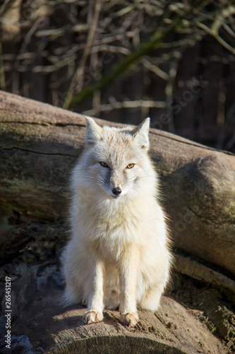 Sitting corsac fox.
