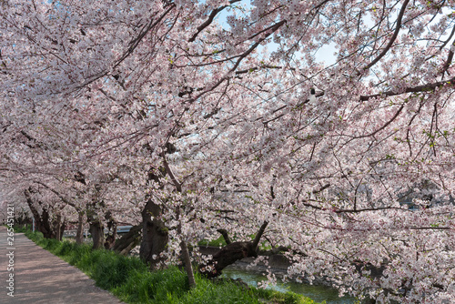 Wallpaper Mural 五条川を挟んで両岸に咲くソメイヨシノの桜と青空 Torontodigital.ca