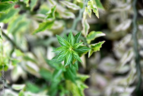 Close-up tropical green plants in the Philippines