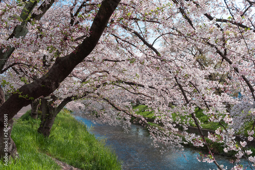 Wallpaper Mural 五条川を挟んで両岸に咲くソメイヨシノの桜と青空 Torontodigital.ca