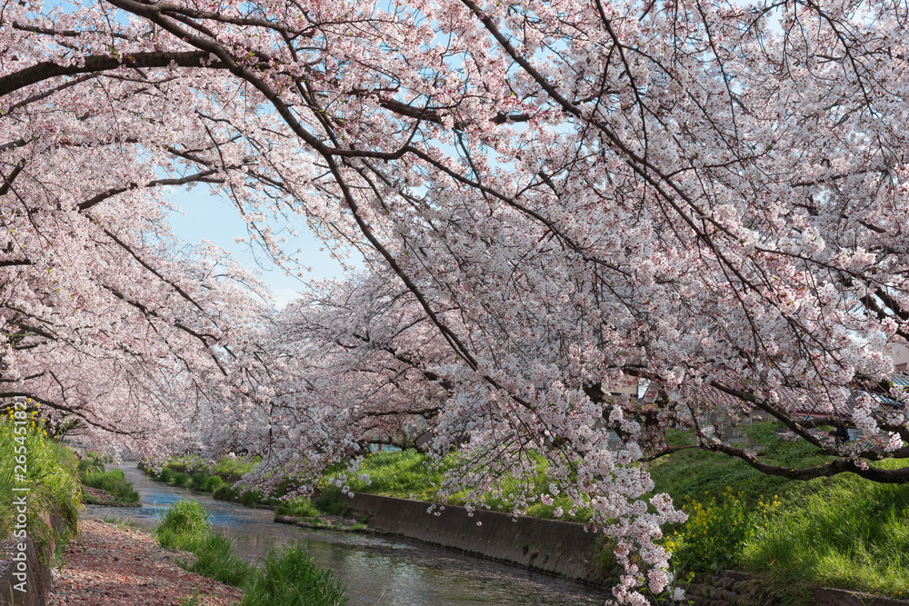 五条川を挟んで両岸に咲くソメイヨシノの桜と青空