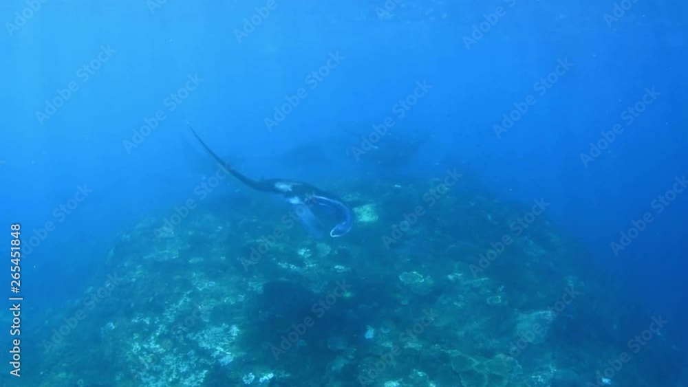 Giant school of Manta Rays in Nusa Penida island. Underwater video. Bali, Indonesia. Giant school of Manta Rays in Nusa Penida island. Underwater video. Bali, Indonesia.