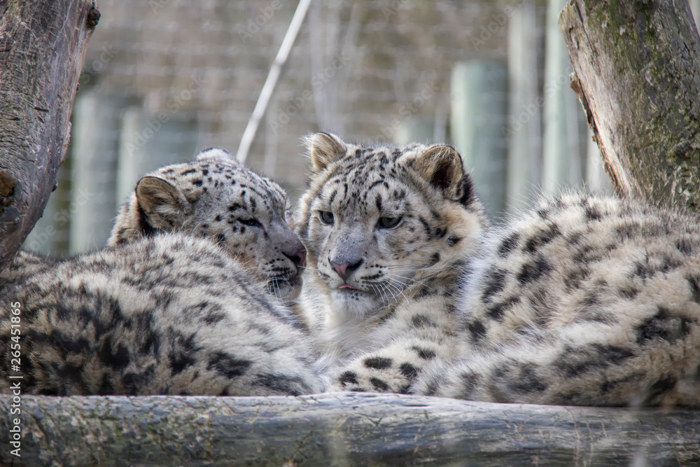 Naklejka premium Resting snow leopard cubs.