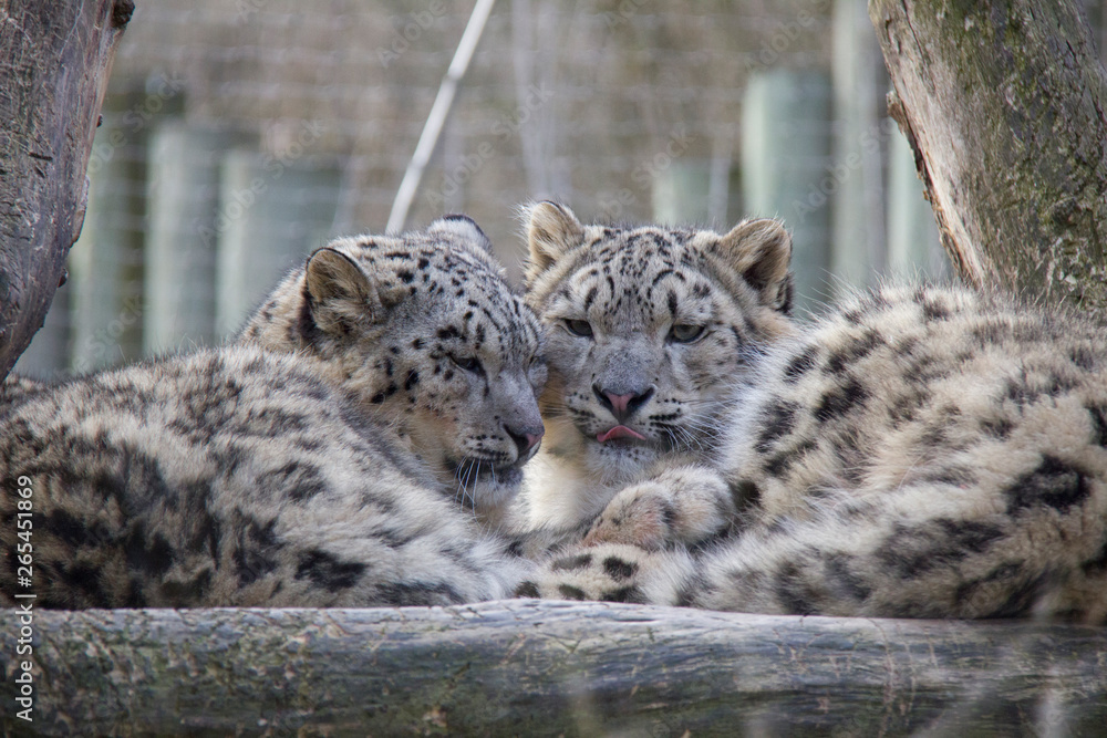 Sleeping snow leopard cubs. 