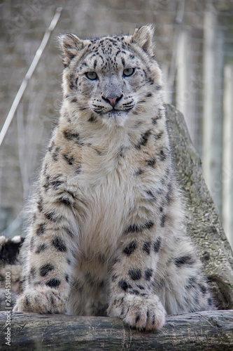 Portrait of snow leopard cub.
