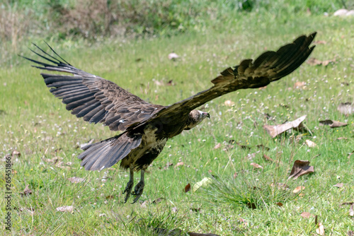 Lappet-faced vulture  Torgos tracheliotus   Gambia - West Africa 