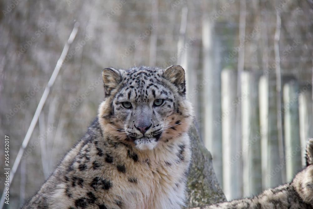 Obraz premium Young snow leopard. 