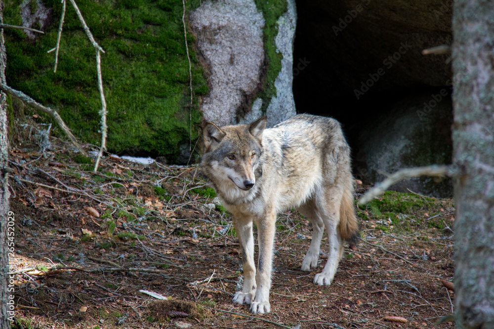 Fototapeta premium Lonely wolf. Srni, Czech Republic