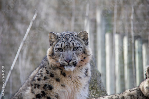 Young snow leopard. 