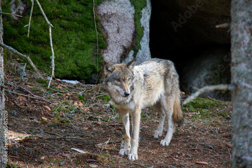 Lonely wolf. Srni, Czech Republic photo