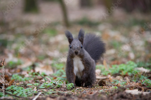 Black squirrel in forest. Czech Republic