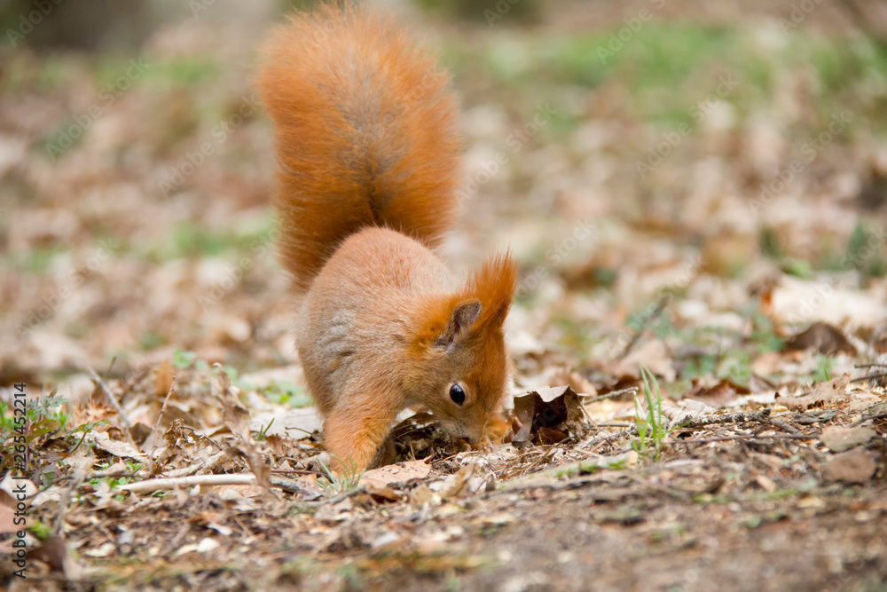 Red squirrel sniffing in forest. Czech Republic Red squirrel sniffing in forest. Czech Republic