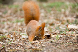 Red squirrel sniffing in forest. Czech Republic