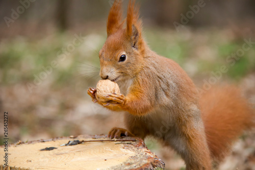 Red squirrel with a nut. Czech Republic