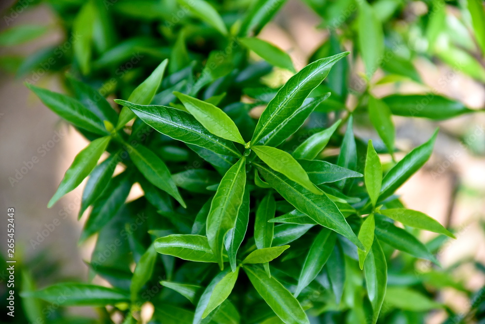 Close-up tropical green plants in the Philippines Close-up tropical green plants in the Philippines