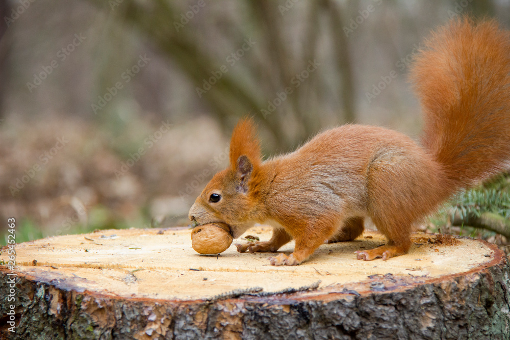 Red squirrel with a nut. Czech Republic Red squirrel with a nut. Czech Republic