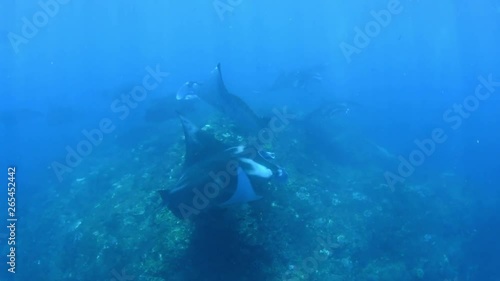 Wallpaper Mural Giant school of Manta Rays in Nusa Penida island. Underwater video. Bali, Indonesia. Torontodigital.ca
