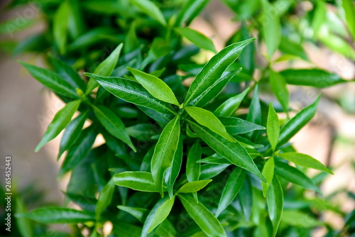 Close-up tropical green plants in the Philippines