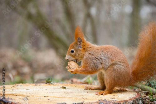 Red squirrel with a nut on a stump. Czech Republic