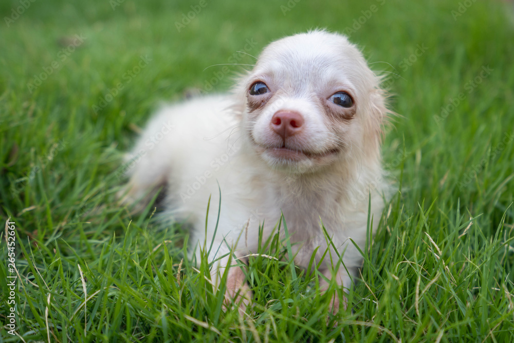 White Chihuahua is sitting on the lawn and smiling happily.