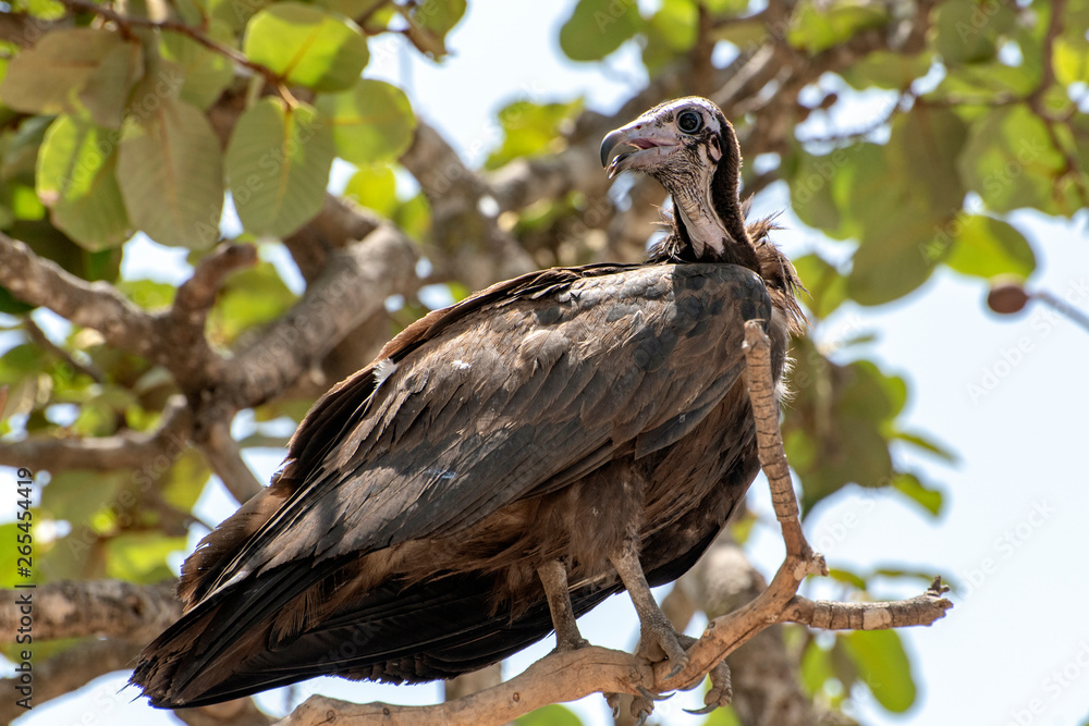 Lappet-faced vulture (Torgos tracheliotus) ,Gambia - West Africa Lappet-faced vulture (Torgos tracheliotus) ,Gambia - West Africa