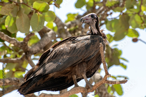 Lappet-faced vulture (Torgos tracheliotus) ,Gambia - West Africa 