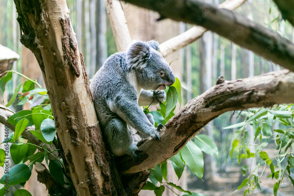 Fototapeta premium Koala frisst Eukalyptusblätter