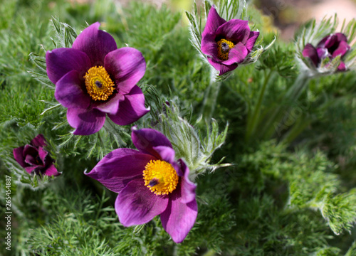 beautiful flowers in nature in the botanical garden