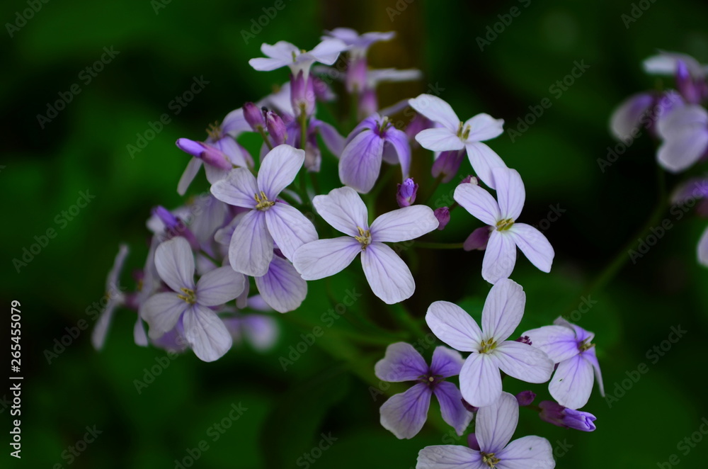 Closeup on beautiful purple gilliflower Hesperis matronalis Closeup on beautiful purple gilliflower Hesperis matronalis
