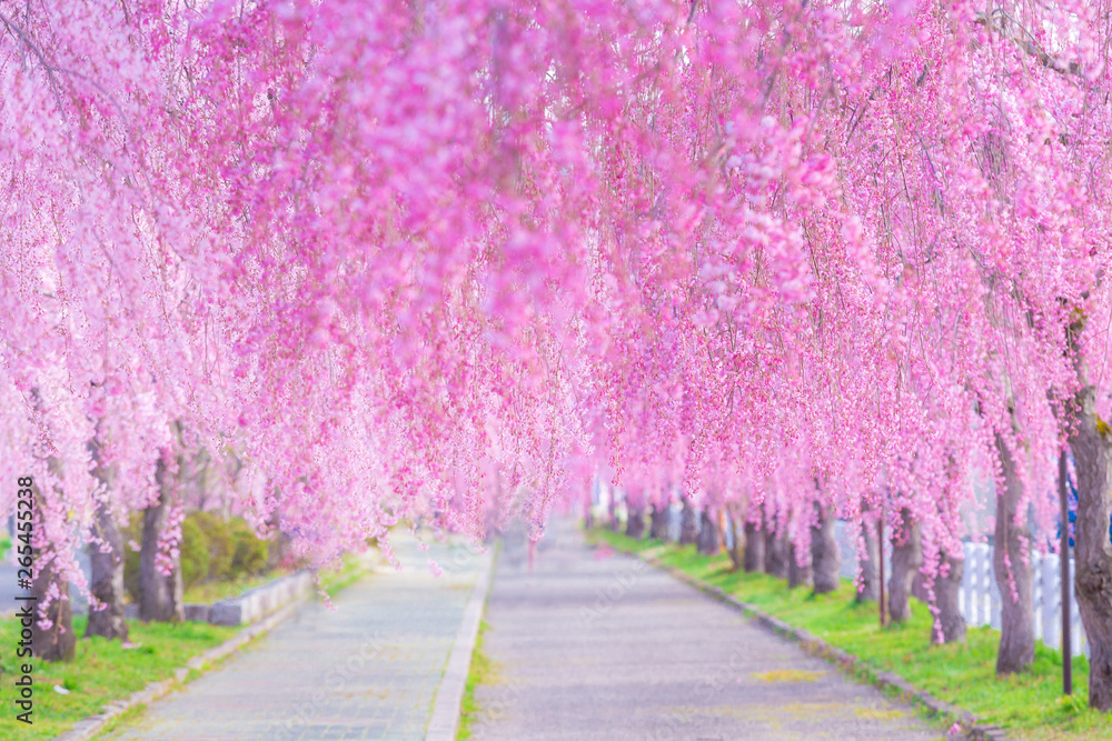 日中線のしだれ桜(福島県・喜多方市)