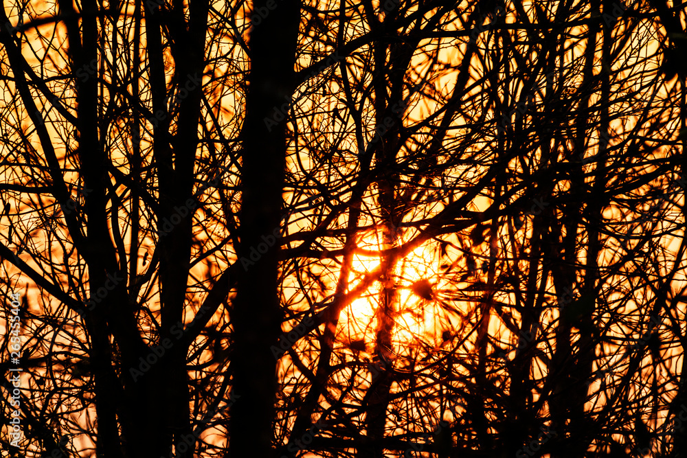 The silhouette of the branches at sunset The silhouette of the branches at sunset