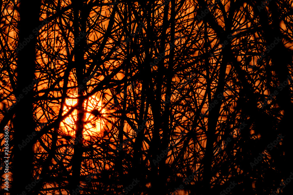 The silhouette of the branches at sunset The silhouette of the branches at sunset