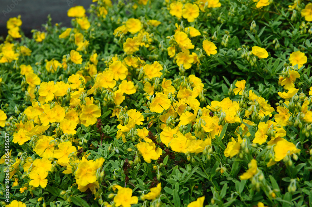 helianthemum watergate yellow