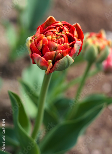 Wallpaper Mural beautiful flowers in nature in the botanical garden Torontodigital.ca