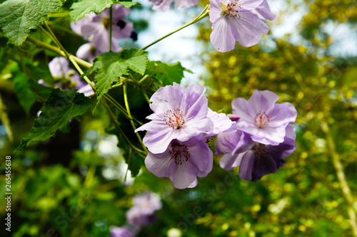 Close up  flower malvaceae photo