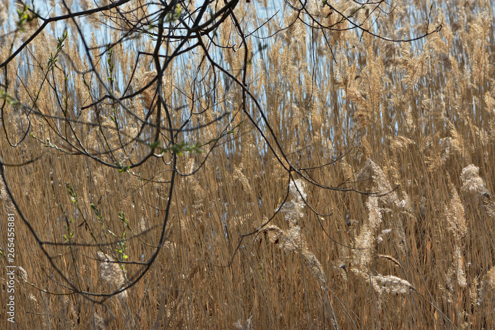 Fototapeta premium reeds on the shore of lake