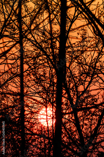 The silhouette of the branches at sunset