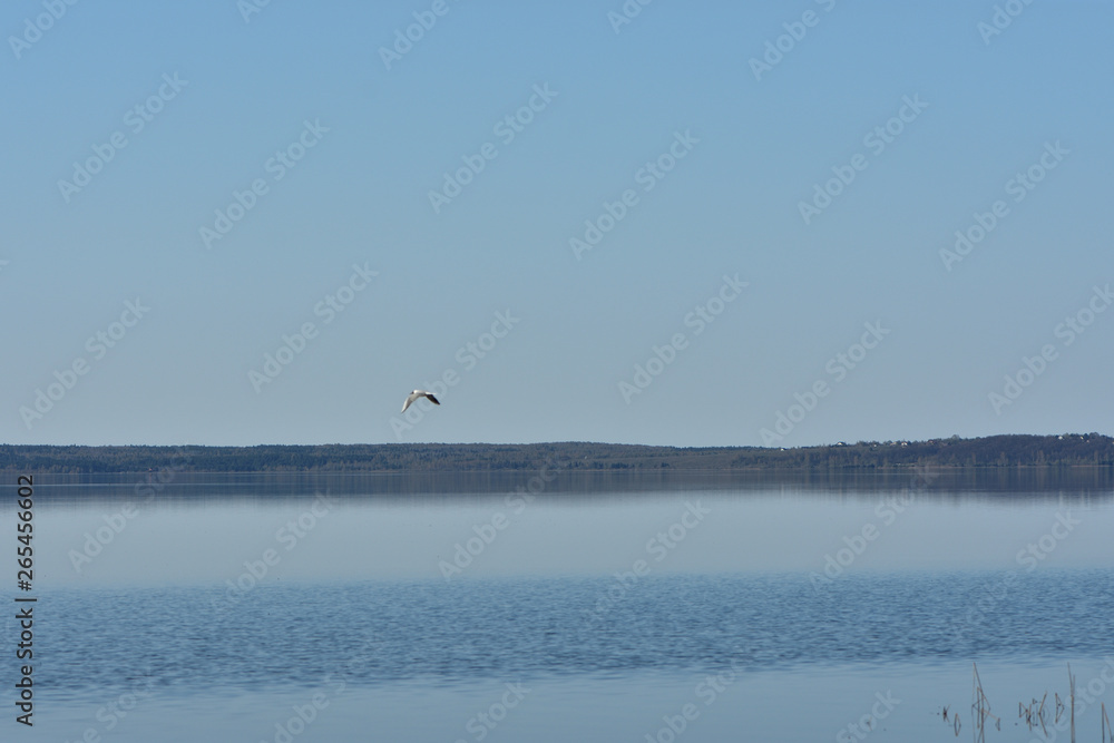 black-headed gull flies over the water