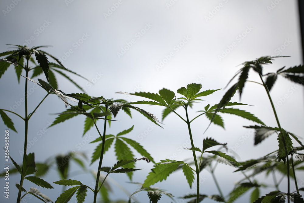 plantation medical cannabis . marijuana plant farm outdoor plantation medical cannabis . marijuana plant farm outdoor