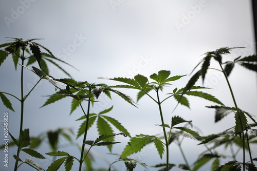 plantation medical cannabis . marijuana plant farm outdoor