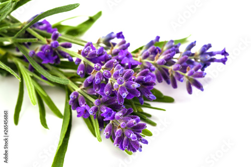 Bunch of lavander isolated on white