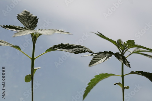 plantation medical cannabis . marijuana plant farm outdoor