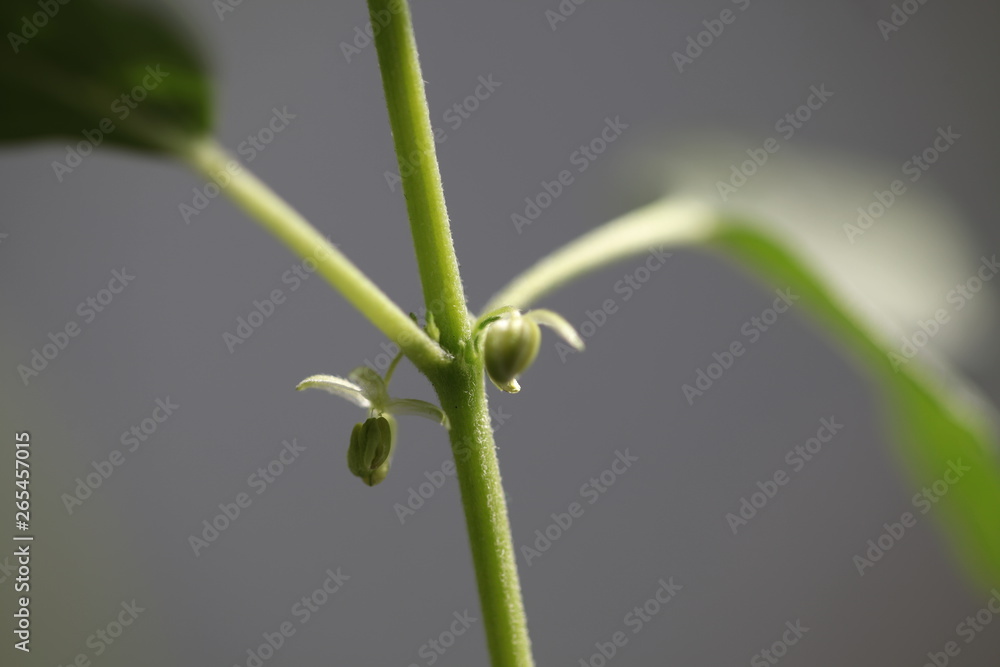 plantation medical cannabis . marijuana plant farm outdoor plantation medical cannabis . marijuana plant farm outdoor