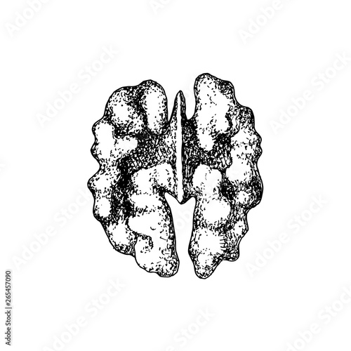 Hand drawn walnut kernel