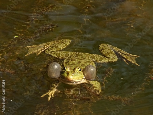 Frosch