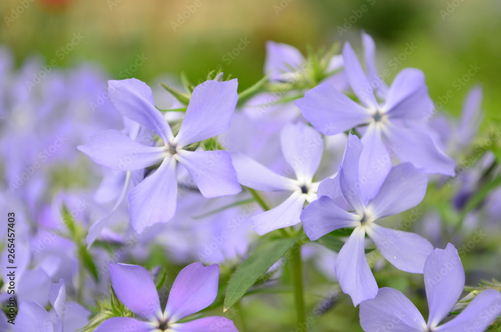 beautiful blue flowers phlox splayed in the garden beautiful blue flowers phlox splayed in the garden