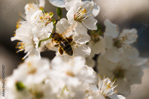 Busy bee collecting the pollen from tree flowers at spring