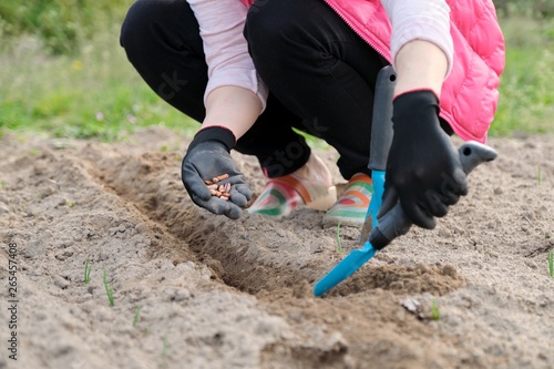 Spring planting seeds of legumes beans. Close up of woman hand in gloves with garden tools working with ground