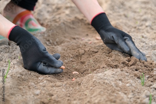 Spring planting seeds of legumes beans. Close up of woman hand in gloves with garden tools working with ground